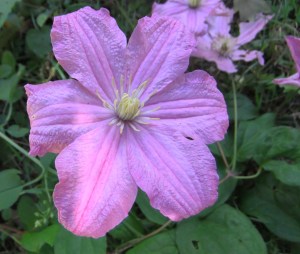 Clematis