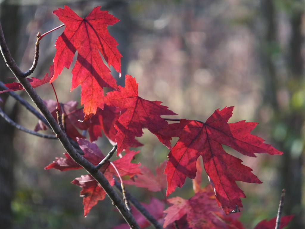 Red_Maples_Oct10_blog